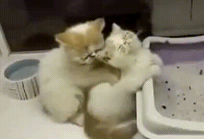 안마시술냥.gif