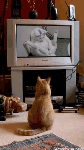 야동보는 냥이 초집중.gif
