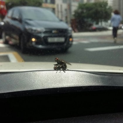 (19금) 적나라한 파리의 카섹스.jpg