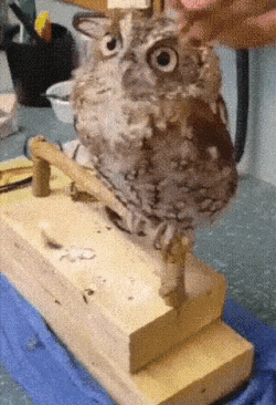 최고의 마사지!!!.gif