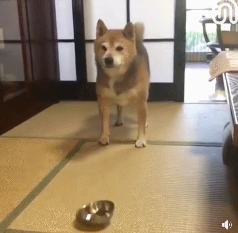 진짜 개진상.gif