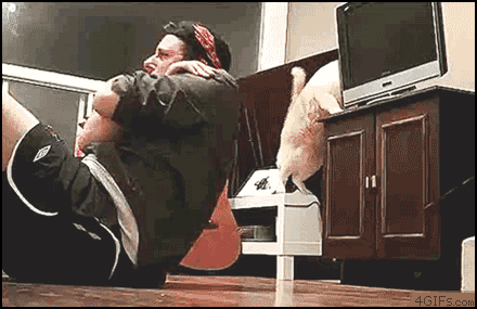 진상 고양이....gif