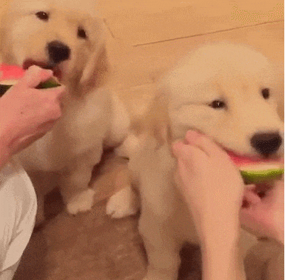 남의 떡이 커 보인다..gif